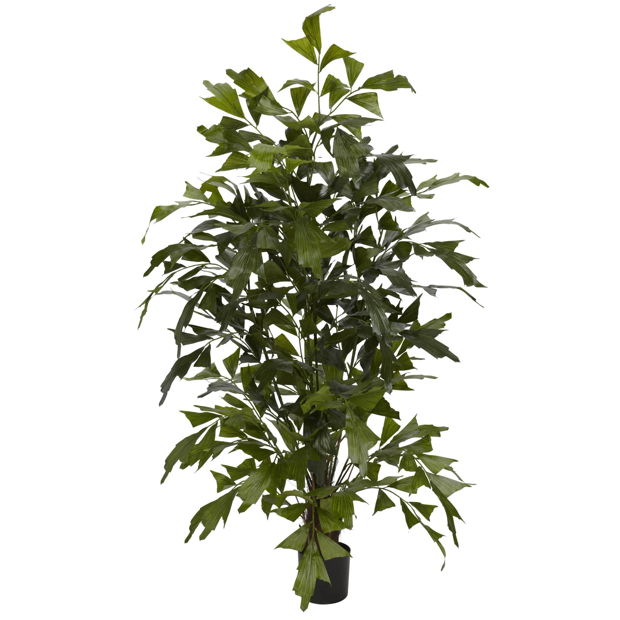 4.5ft. Potted Fishtail Palm Tree